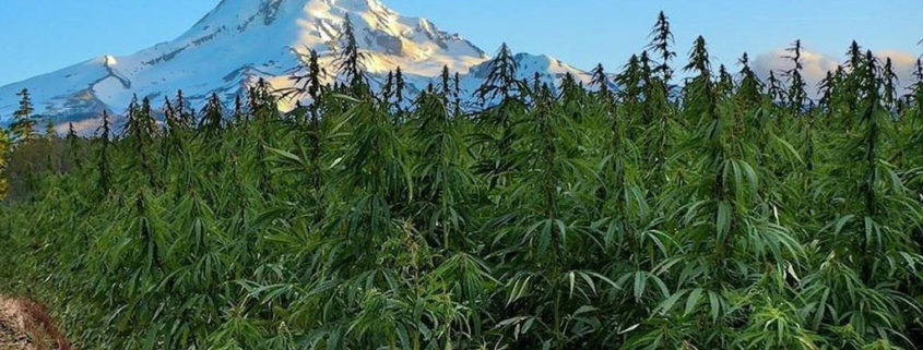 Friday Science Seminar The Impact of Cannabis on the RV Food System