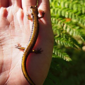 SOU Environmental Education Salamander Fern Habitat