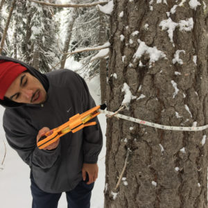 Snow-Tree-Trip