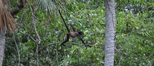 SOU Student Travels Yucatan Monkeys in Jungle