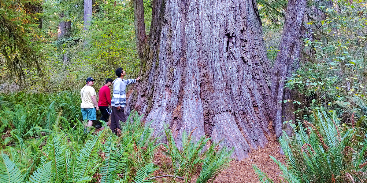 SOU Environmental Science Field Trip Redwood Forest