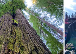 SOU Eco Adventure Coastal Redwoods Smith River Read More
