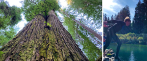 SOU Eco Adventure Coastal Redwoods Smith River Read More