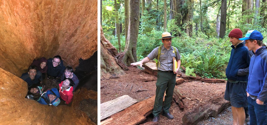 SOU Eco Adventure Park Ranger Redwood Tree