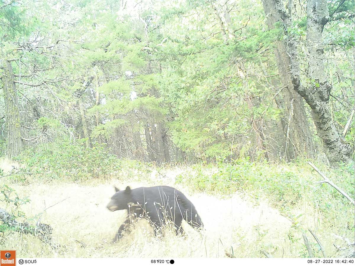 A black bear at the CSNM in August 2022