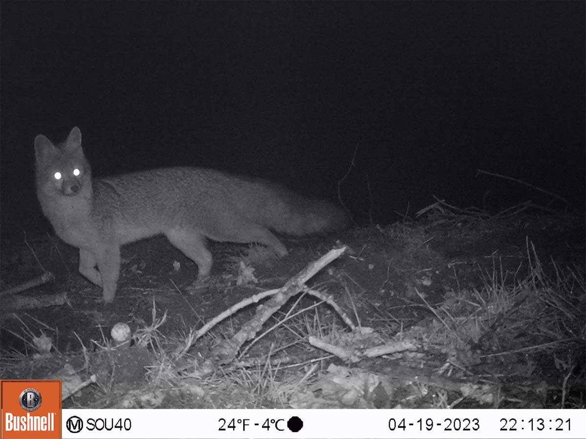 A fox sighting at the CSNM in April 2023 via camera trap footage