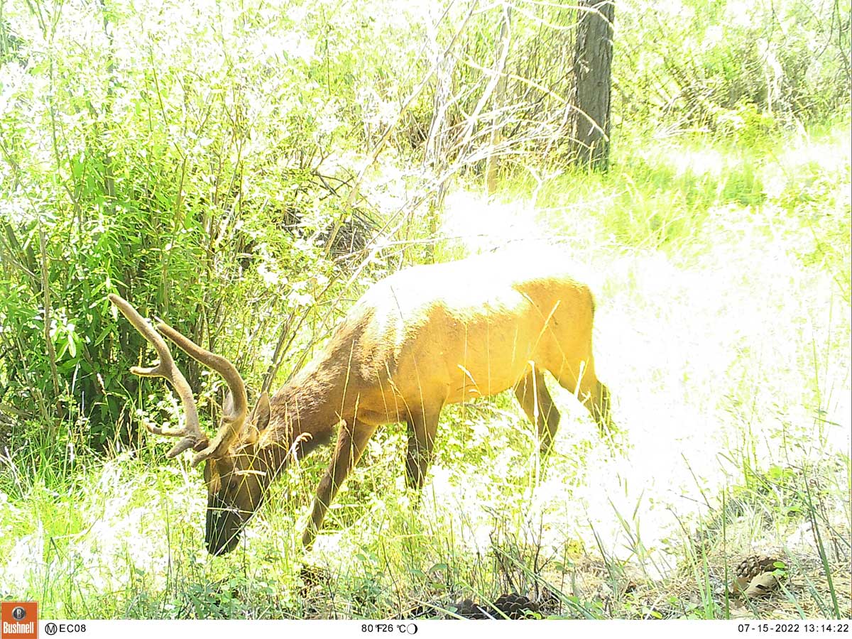 An elk sighting at the CSNM in July 2022
