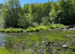Restoration Project at Little Butte Creek Learn More