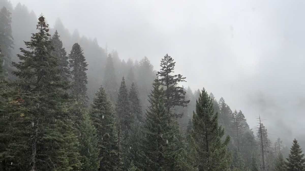 Photo of snow on a forested mountainside