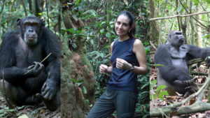 SOU Comparative Studies of Chimpanzees and Gorillas