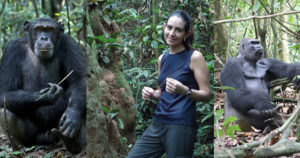 SOU Comparative Studies of Chimpanzees and Gorillas on Facebook