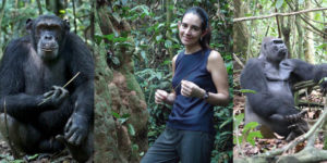SOU Comparative Studies of Chimpanzees and Gorillas on Twitter