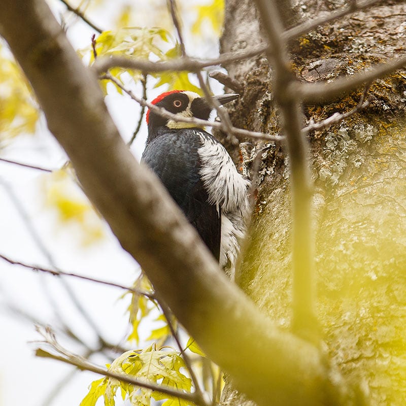 SOU President Linda Schott Reading List Acorn Woodpecker