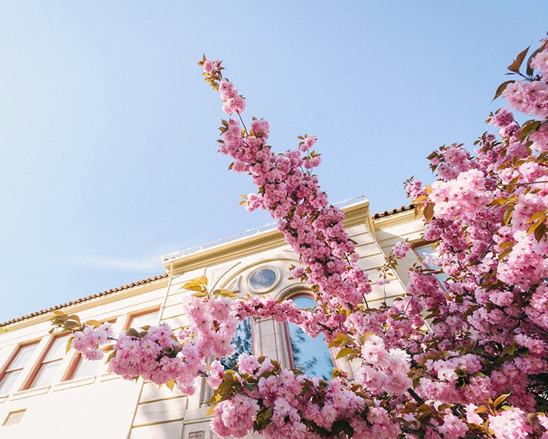 SOU President Vision Mission Values Cherry Blossoms of Churchill Hall