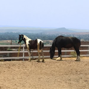 Rural Hillside Horse Ranch Guanajuato